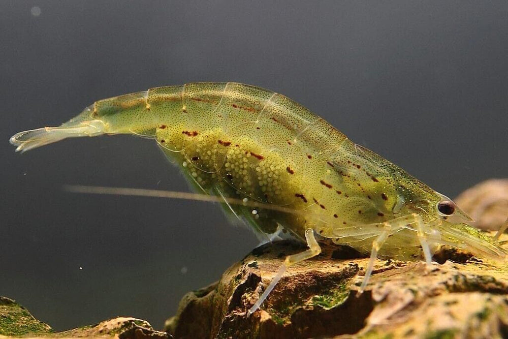 Amano Algae Eater - Freshwater Neocaridina Aquarium Shrimp. Live Guarantee - Betta USA Aquatic