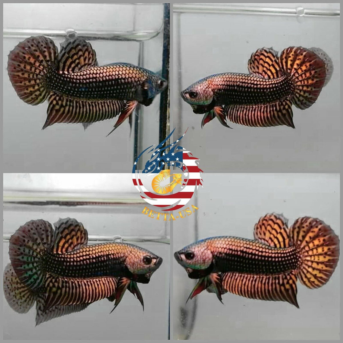 Alien Copper Betta