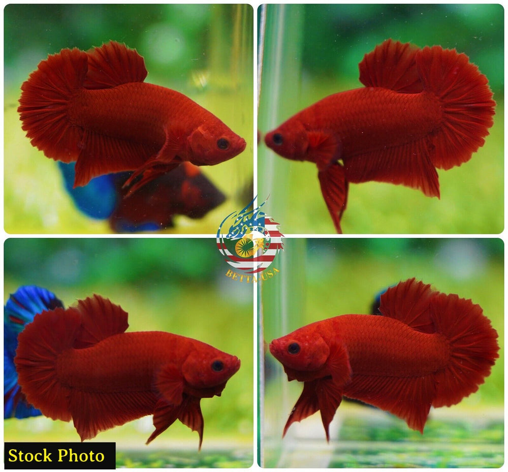 HMPK Super Red - Betta USA Aquatic