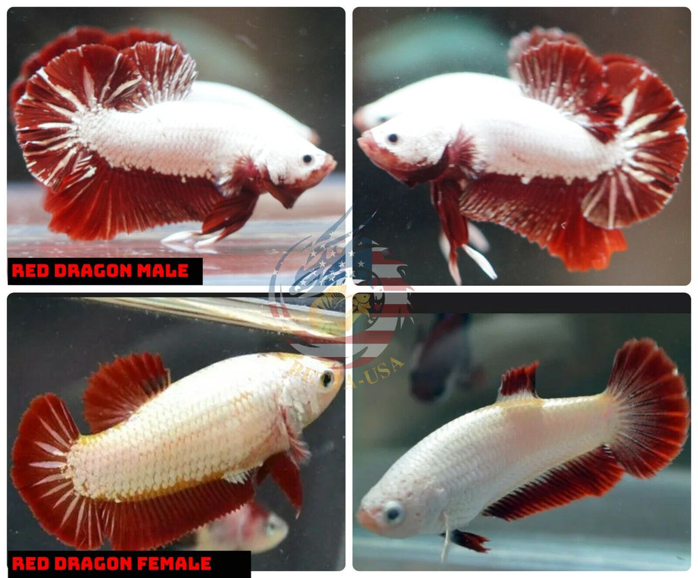 Breeding Pair - HMPK Red Dragon - Betta USA Aquatic