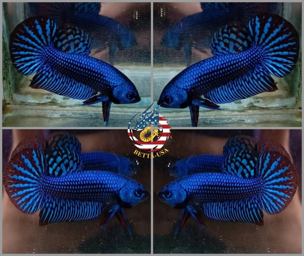 Alien Blue Betta - Betta USA Aquatic