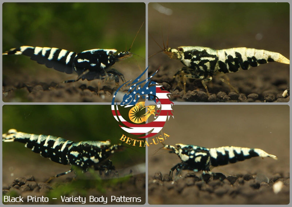 Black Pinto & Galaxy-  Freshwater Caridina Aquarium Shrimp. Live Guarantee - Betta USA Aquatic