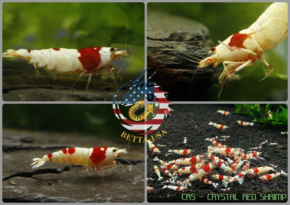 Crystal Red Shrimp CRS  - Freshwater Caridina Aquarium Shrimp. Live Guarantee - Betta USA Aquatic