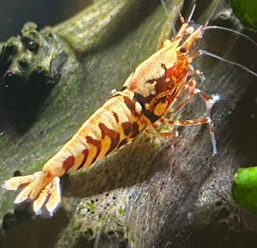 Red Pinto & Galaxy-  Freshwater Caridina Aquarium Shrimp. Live Guarantee