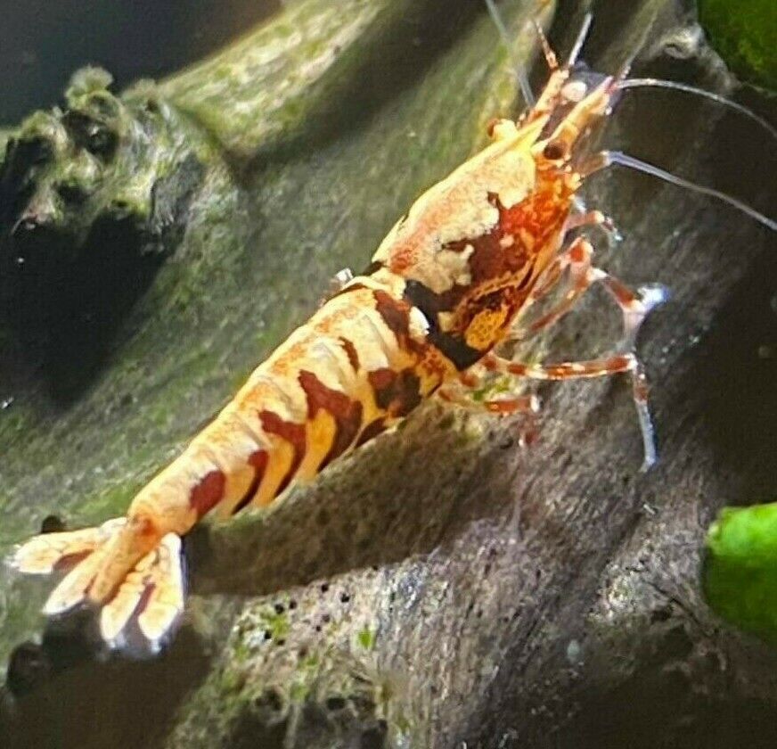 Red Pinto & Galaxy-  Freshwater Caridina Aquarium Shrimp. Live Guarantee - Betta USA Aquatic