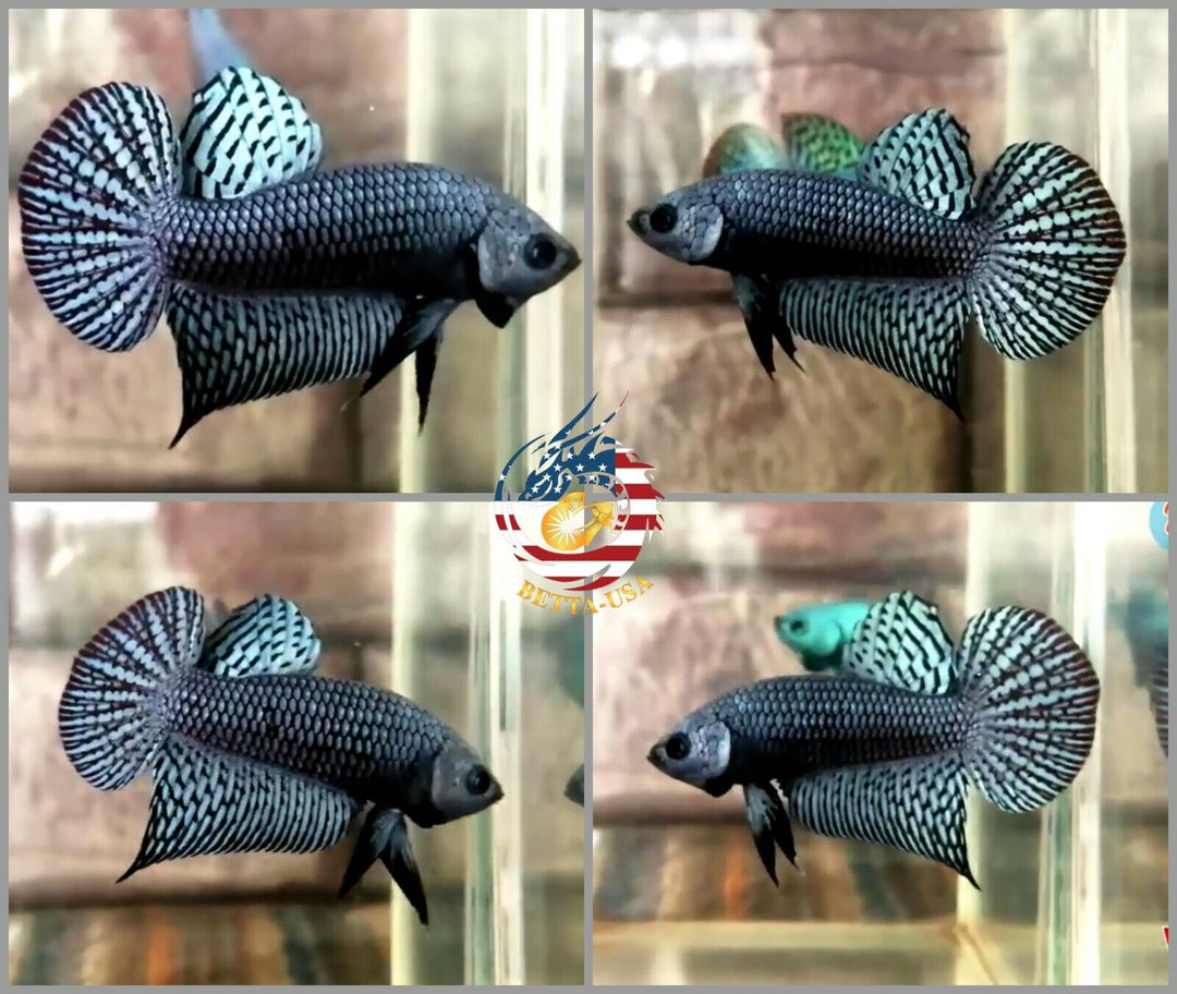 Alien Gray Betta