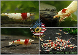 Crystal Red Shrimp CRS  - Freshwater Caridina Aquarium Shrimp. Live Guarantee