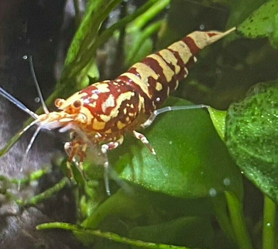 Red Pinto & Galaxy-  Freshwater Caridina Aquarium Shrimp. Live Guarantee