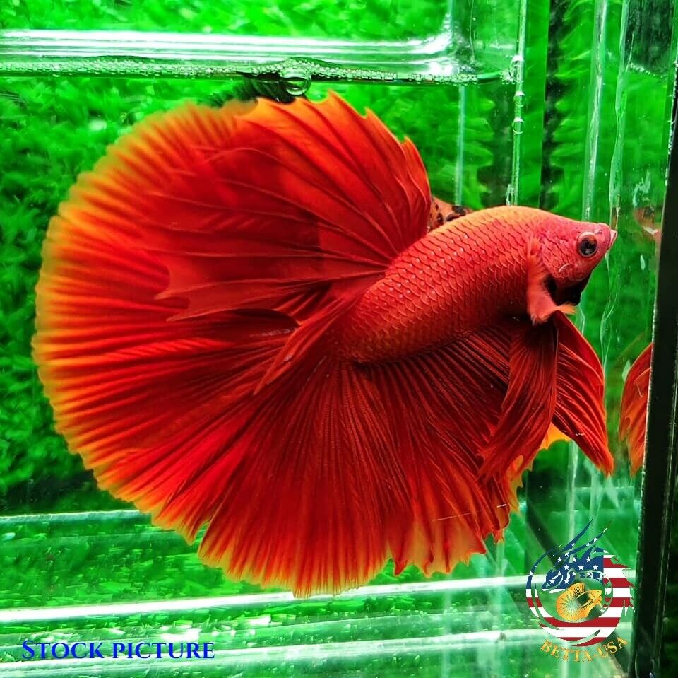 Super Red Chili - Betta USA Aquatic