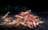 Golden Bee -  Freshwater Caridina Aquarium Shrimp. Live Guarantee