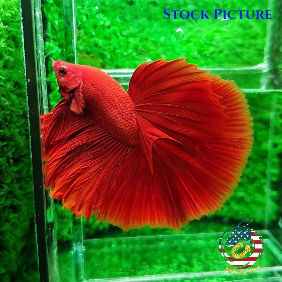 Super Red Chili - Betta USA Aquatic