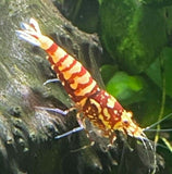 Red Pinto & Galaxy-  Freshwater Caridina Aquarium Shrimp. Live Guarantee