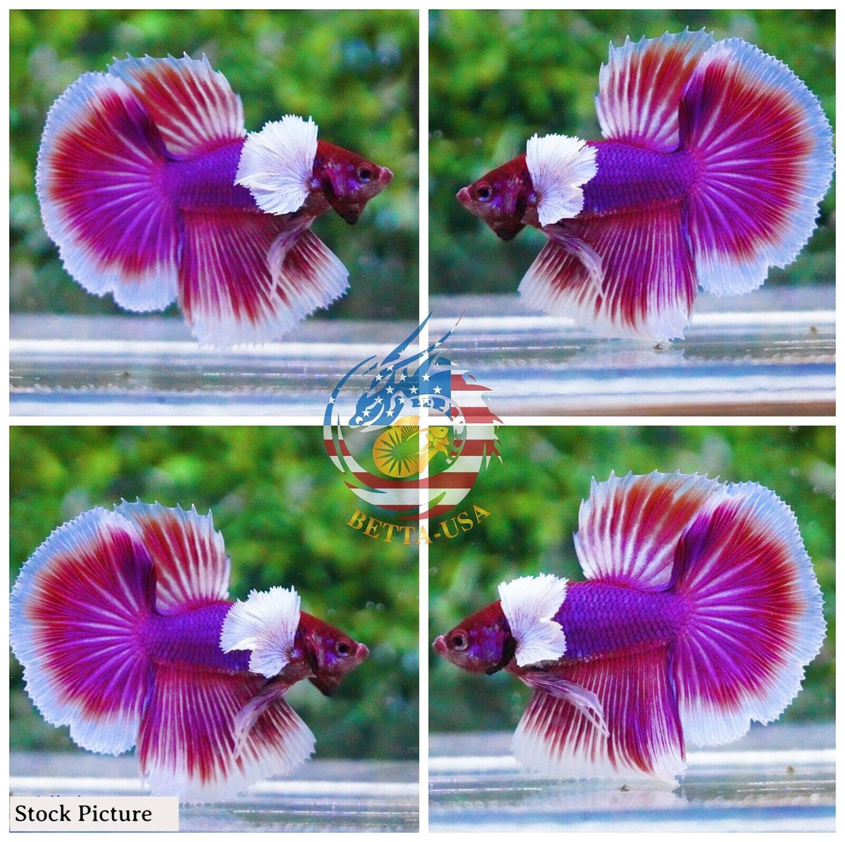 Platinum White Dumbo – Betta USA Aquatic