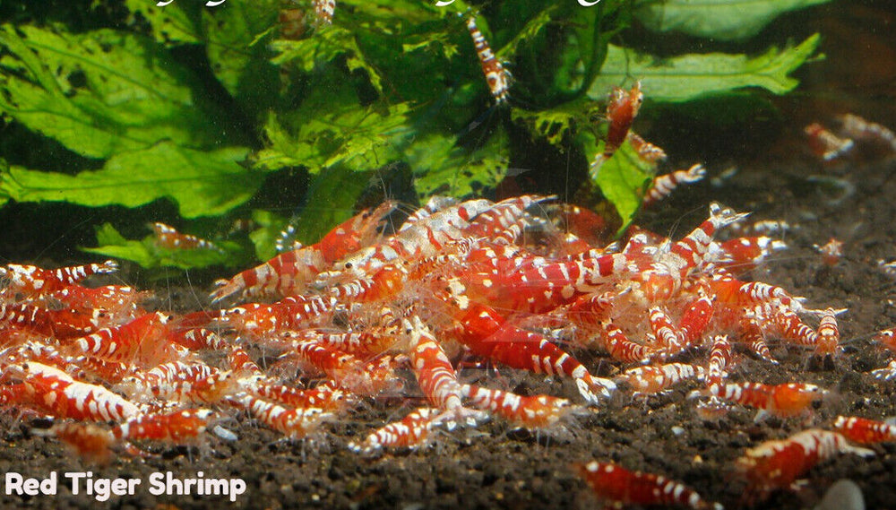 Red Tiger  -  Freshwater Caridina Aquarium Shrimp. Live Guarantee - Betta USA Aquatic