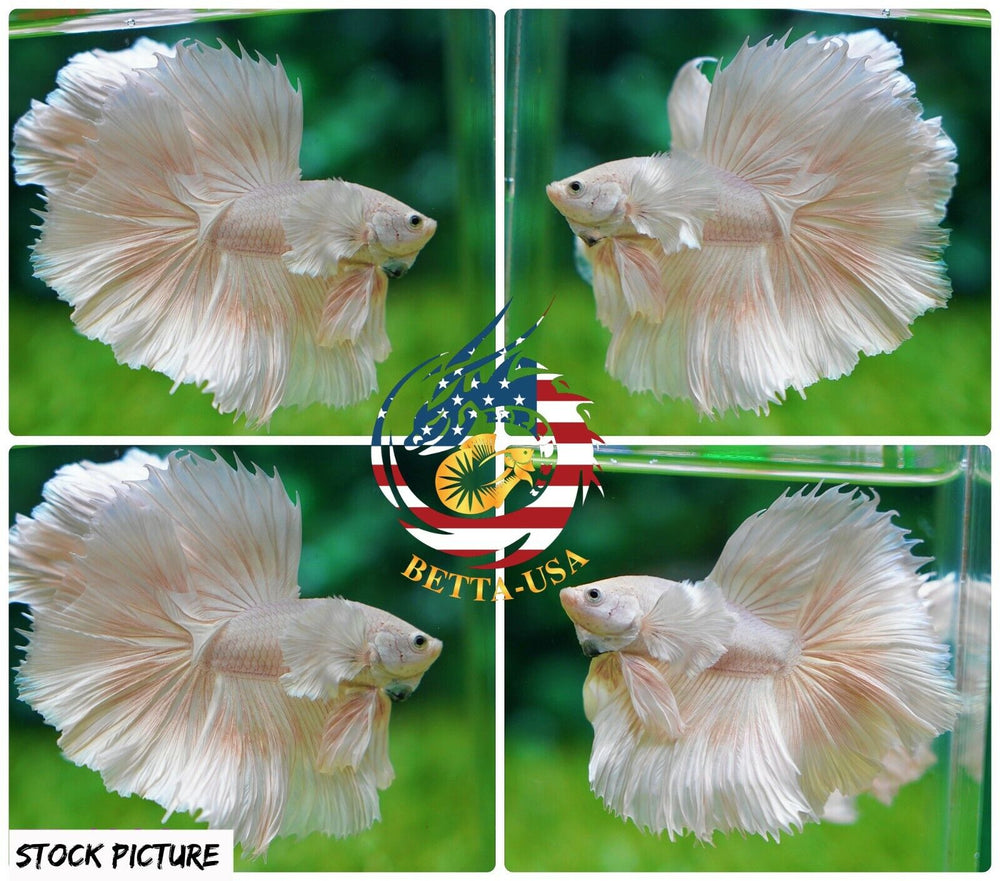 Platinum White Dumbo - Betta USA Aquatic
