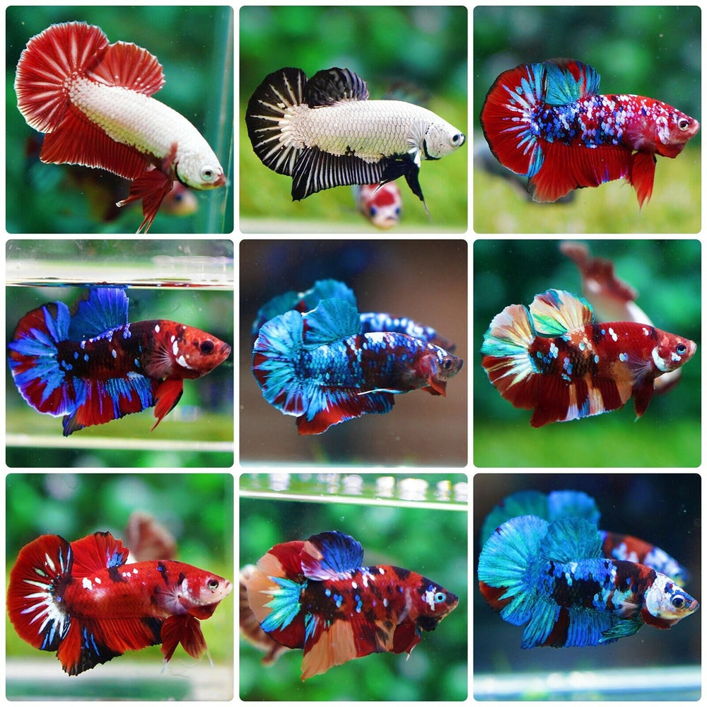 Live Betta Fish High Quality Halfmoon Plakat - WHOLESALE PRICE FOR LIMIT TIME - Betta USA Aquatic