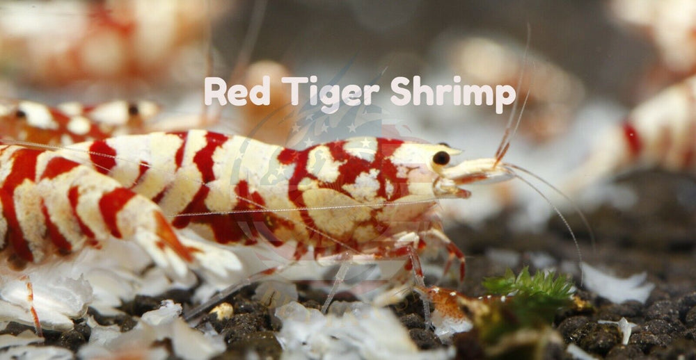 Red Tiger  -  Freshwater Caridina Aquarium Shrimp. Live Guarantee - Betta USA Aquatic