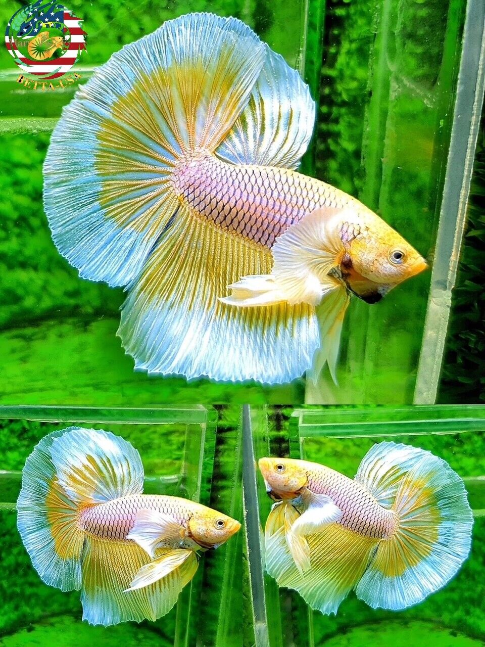 Yellow Pineapple Dumbo - Betta USA Aquatic