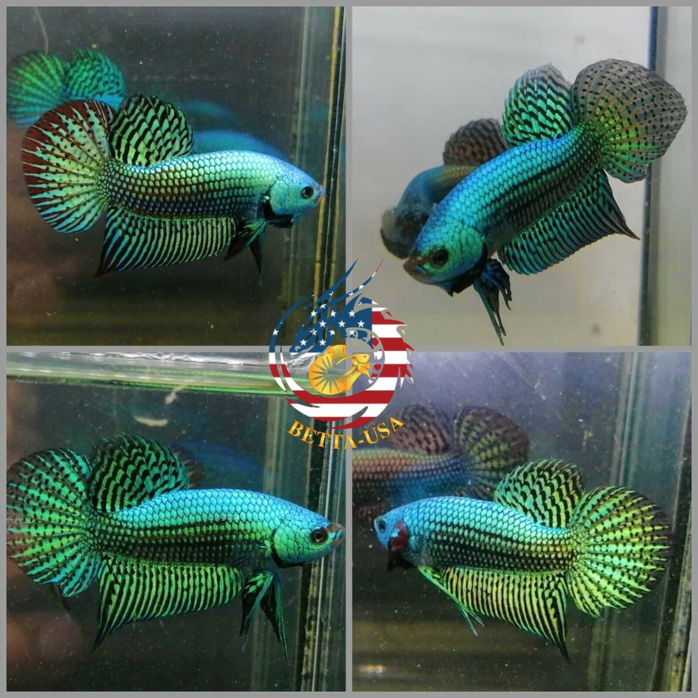 Alien Green Betta - Betta USA Aquatic