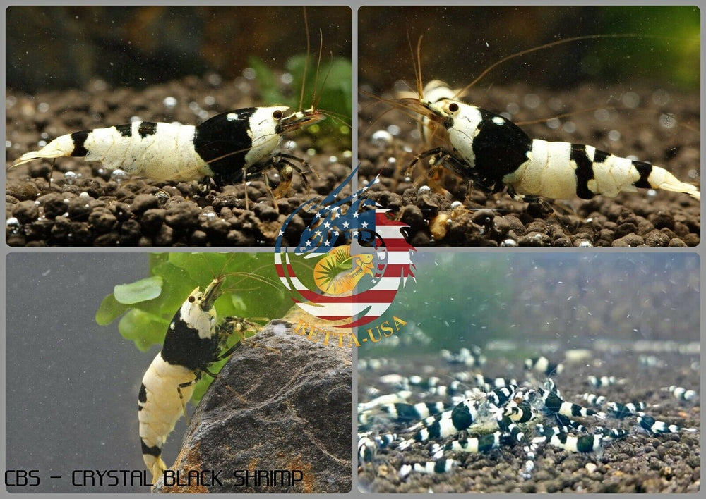 Crystal Black Shrimp CBS  - Freshwater Caridina Aquarium Shrimp. Live Guarantee - Betta USA Aquatic