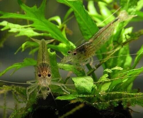 Amano Algae Eater - Freshwater Neocaridina Aquarium Shrimp. Live Guarantee