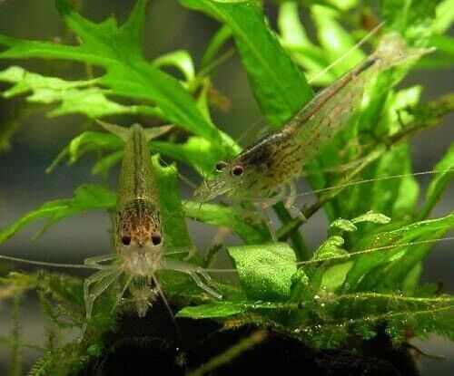 Amano Algae Eater - Freshwater Neocaridina Aquarium Shrimp. Live Guarantee - Betta USA Aquatic