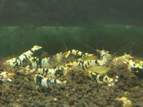 Black Tiger -  Freshwater Caridina Aquarium Shrimp. Live Guarantee - Betta USA Aquatic