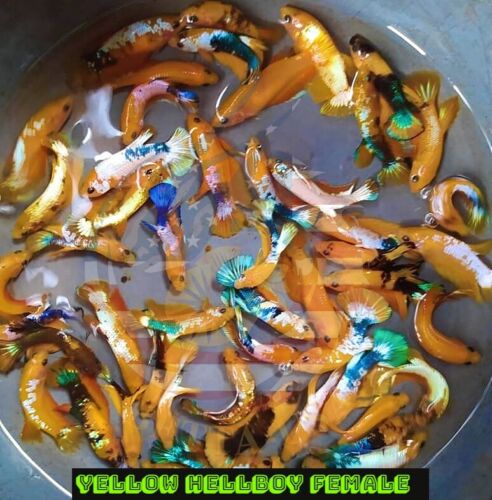 Yellow Hellboy - Female Betta for Sorority Tank or Breeding - Betta USA Aquatic