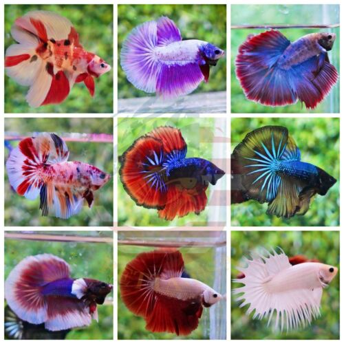 Live Betta Fish - High Quality Grade A+++ Halfmoon Live Betta -