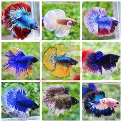 Live Betta Fish - High Quality Grade A+++ Halfmoon Live Betta -