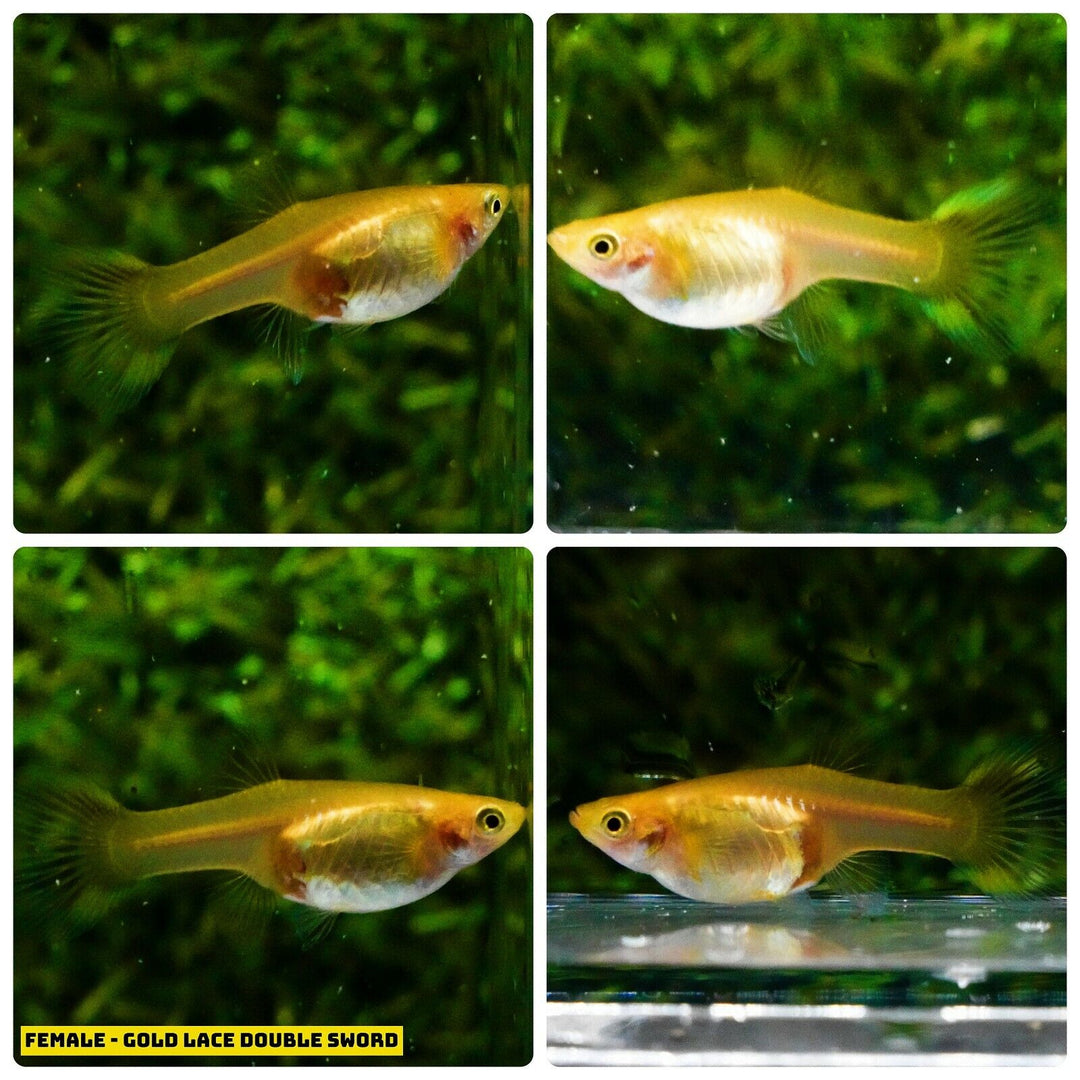 Live Aquarium Guppy Fish High Quality - Gold Lace Double Sword