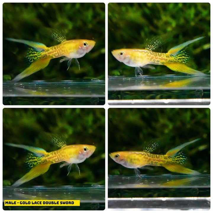 Live Aquarium Guppy Fish High Quality - Gold Lace Double Sword