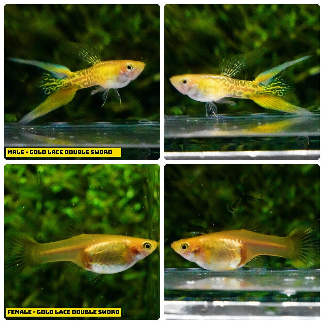 Live Aquarium Guppy Fish High Quality - Gold Lace Double Sword